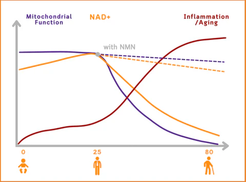Anniecare® Bee Venom Natural Recovery Capsules - Supports female hormone balance, pH balance, menopause and skin health